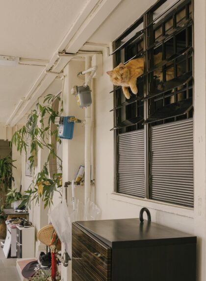 Cat in Window