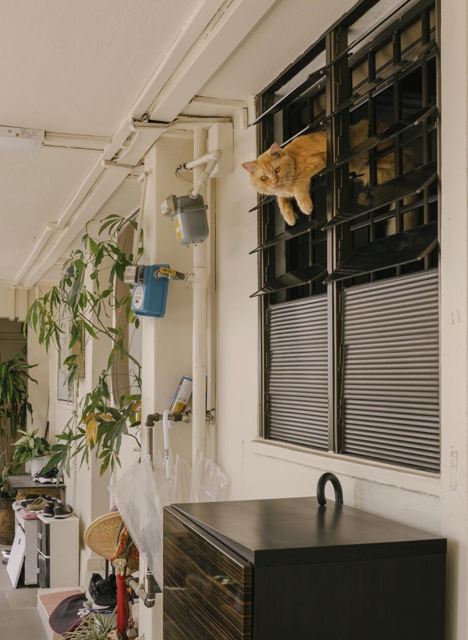 Cat in Window